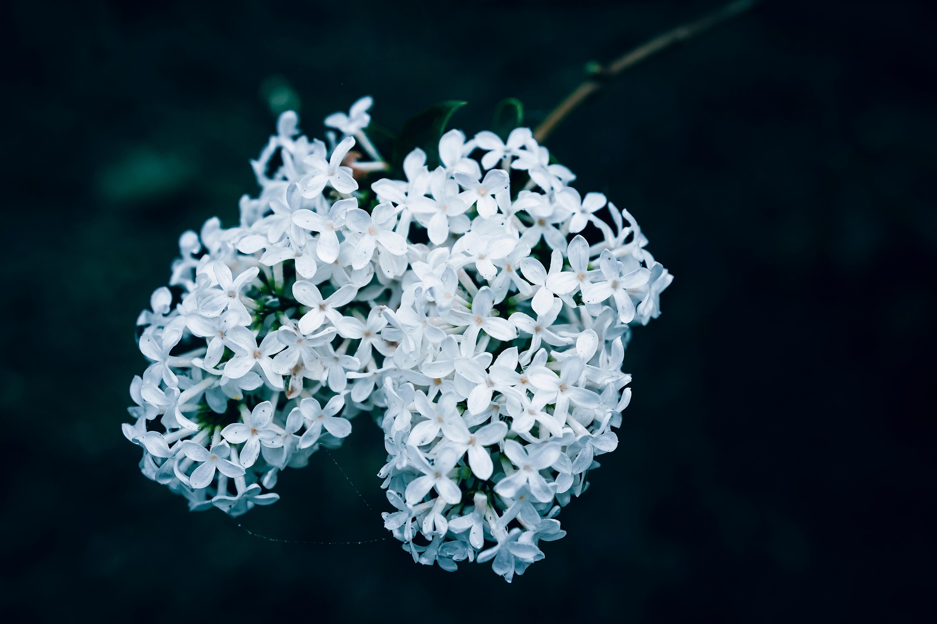 Wyxina Lilac (Pixabay)