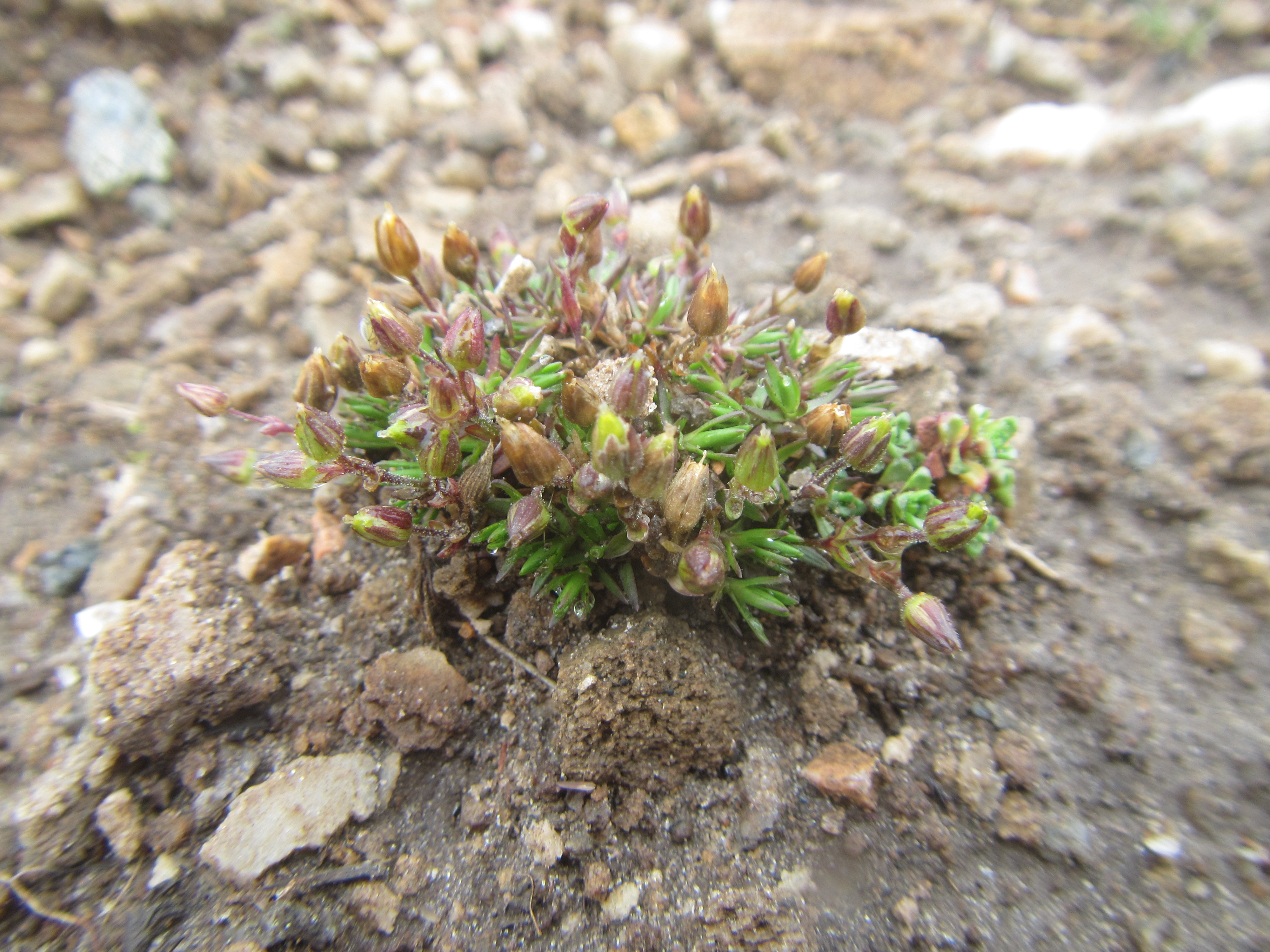 Sabulina rubella