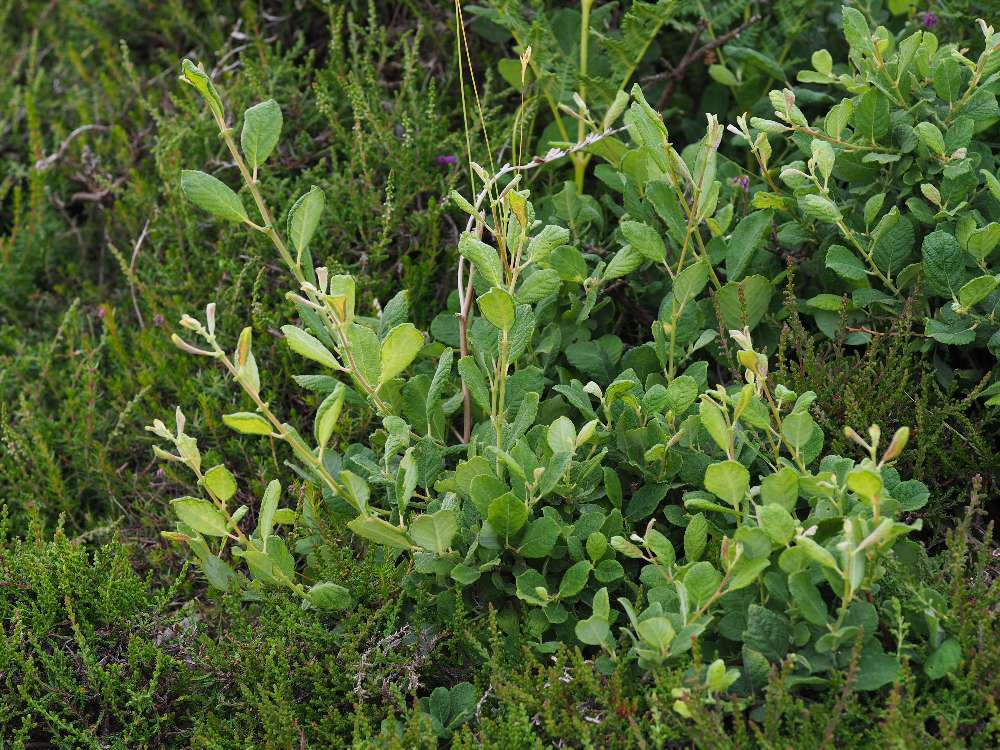 Salix aurita by Pete Stroh, BSBI (CC BY-NC-ND Licence)